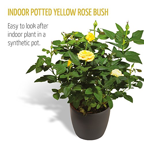 Yellow Lemon Sorbet Twin Spiked Phalaenopsis Orchid A Perfect Way to Stay in Touch. - Image 3