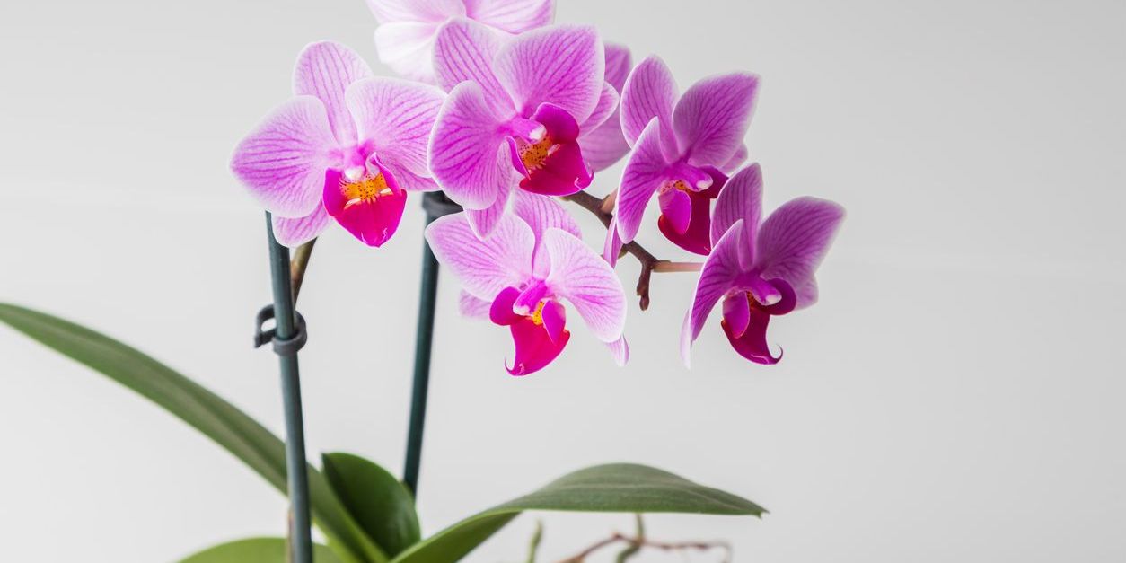 Orchids"